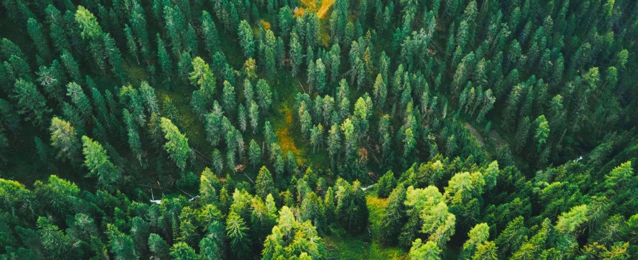 Foresta Foresta