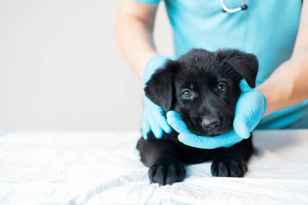 cane vet